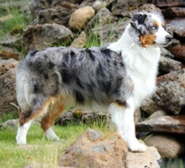 写真提供：The Miniature American Shepherd Club of the USA