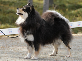 写真提供：THE FINNISH KENNEL CLUB