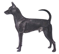 イラスト提供：台湾畜犬協会