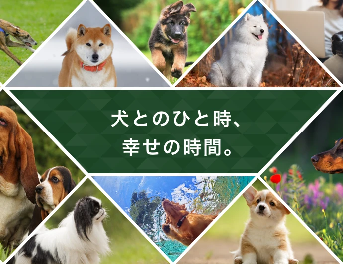 犬とのひと時、幸せの時間。